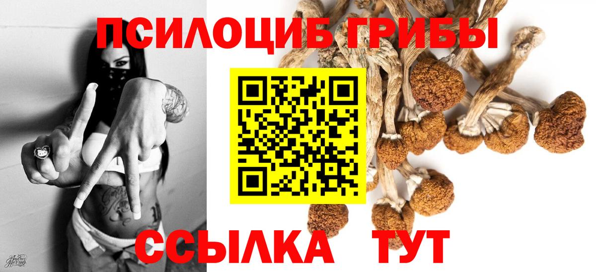 Славгород  Псилоцибиновые грибы прущие грибы  Вход с VPN 